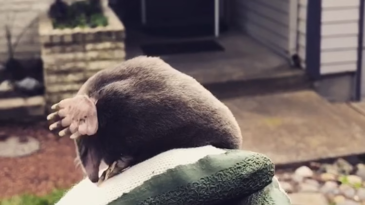 71852 mole no more llc 1