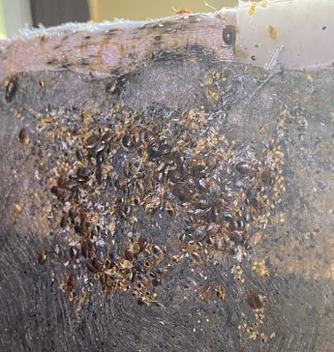 71950 5 star pest control 1