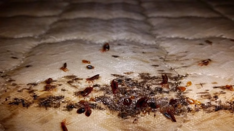 71953 pest pounders 1 768x432