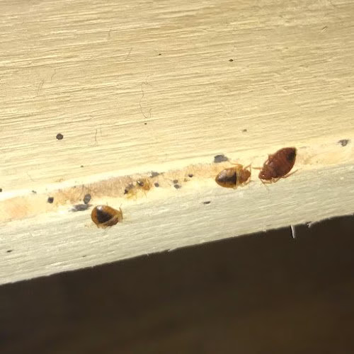 72009 hicks pest control 1