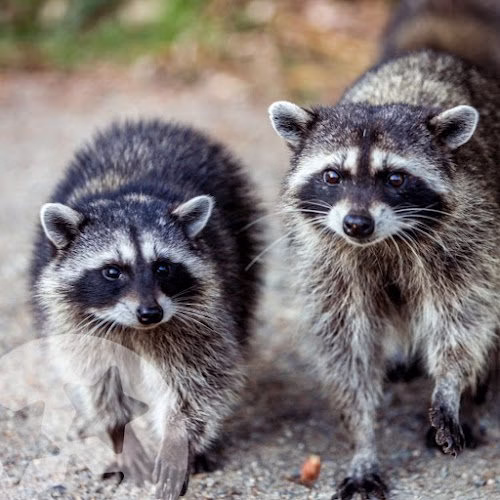 72084 alpha wildlife memphis 1