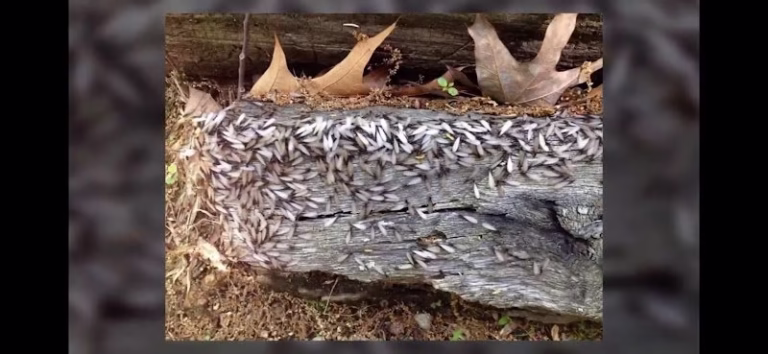 72124 rid all termite pest solutions 768x354