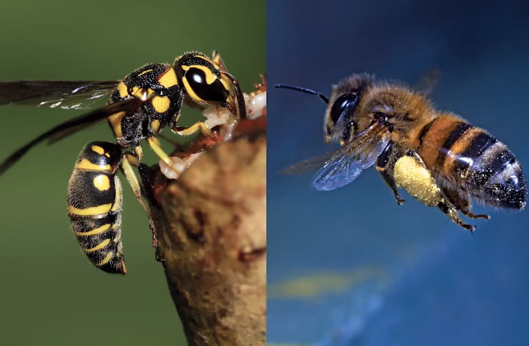 72334 four seasons pest solutions 1