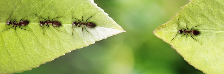 72354 moores frankfort chemical inc 768x256