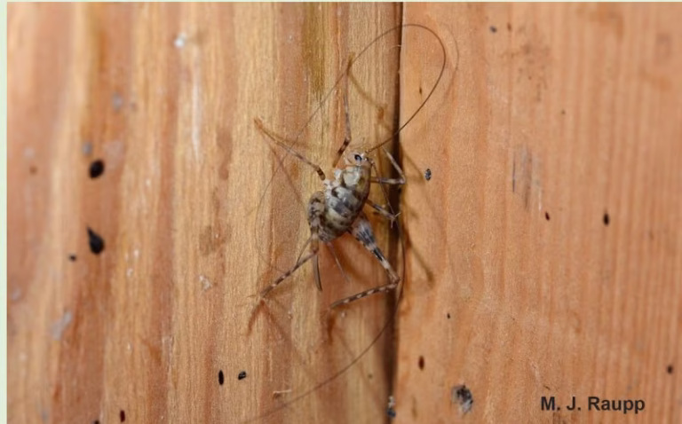 72432 bug squashers pest control 1 768x478