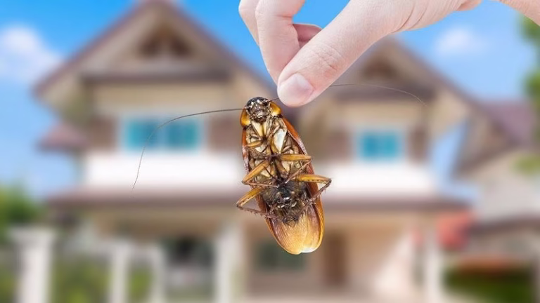 72446 integrated pest services 1 768x432