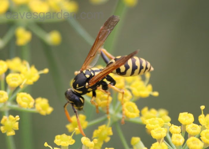 72587 bee man of wisconsin