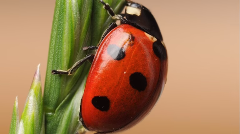 72627 terminix wil kil 768x430