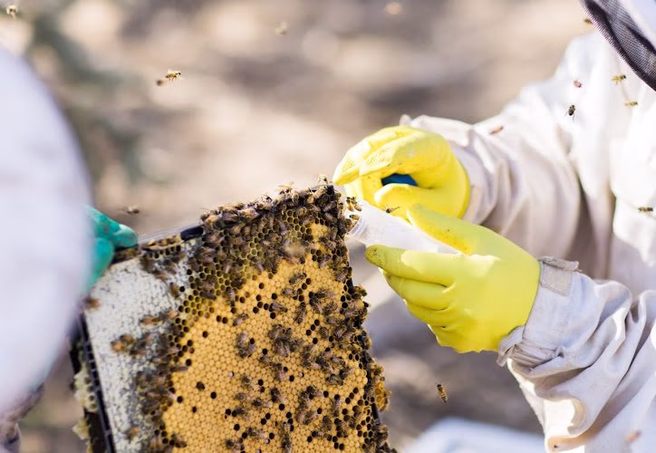 72953 beemaster inc 1