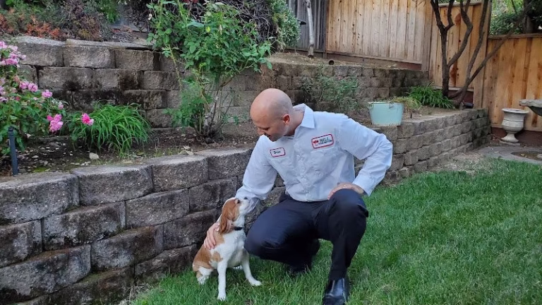 72975 bell pest control 3 768x432