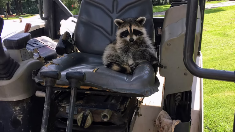 80368 bull city diggin demo llc 768x432