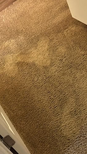 117155 xstream clean carpet care 1