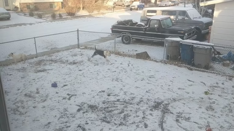 117568 alpha dog carpet cleaning 1 768x432