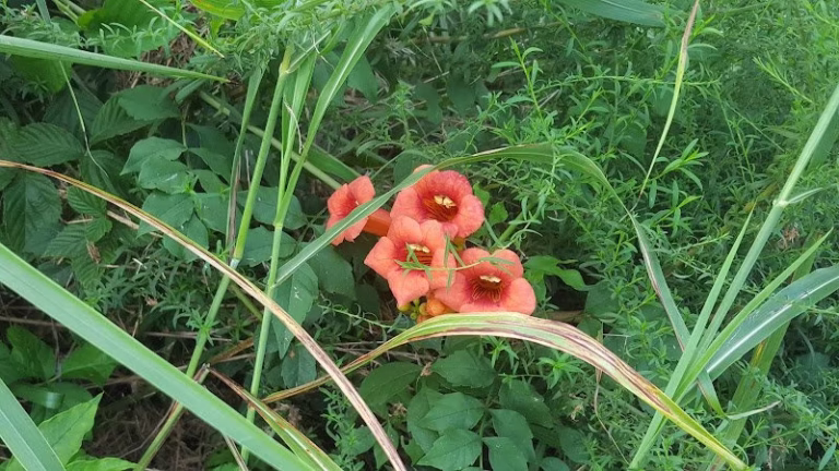 155728 carriage woods 768x432