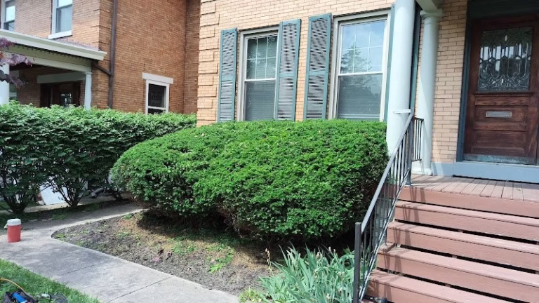 171158 big d lawn and tree 768x432