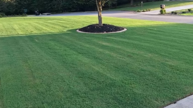 171737 top turf lawn care and pest management 1 768x432