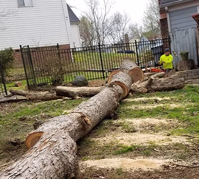 171805 gomez tree service