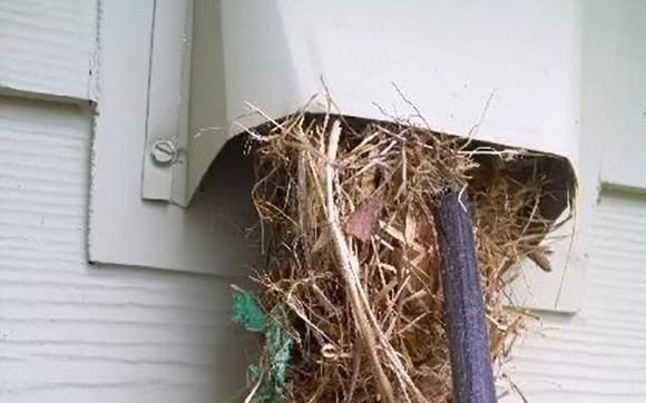 176992 the dryer vent guy