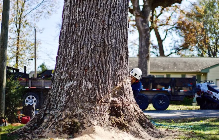 190613 common ground chattanooga tree service 768x490