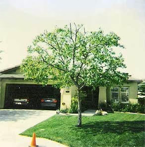 190643 arbor age tree services