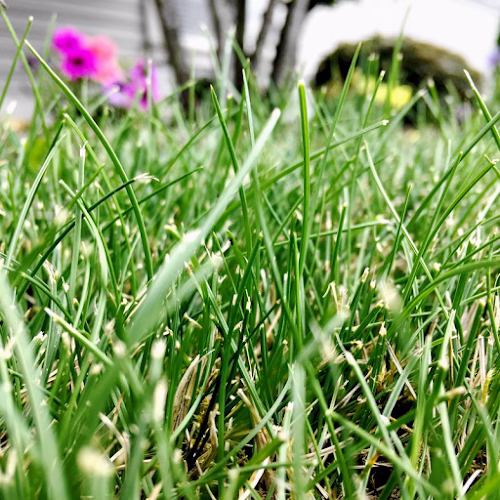 190930 kr professional cleaning lawn care services