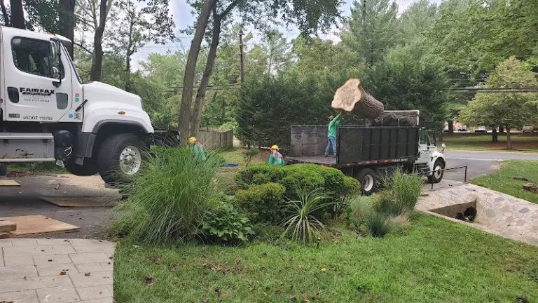 191268 lopez tree services 768x432