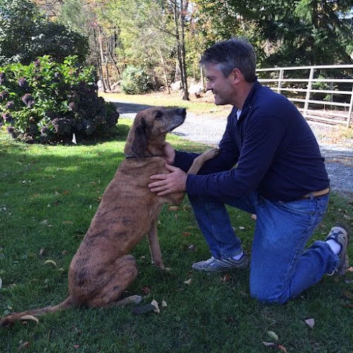 191648 derbys pet fence of lexington