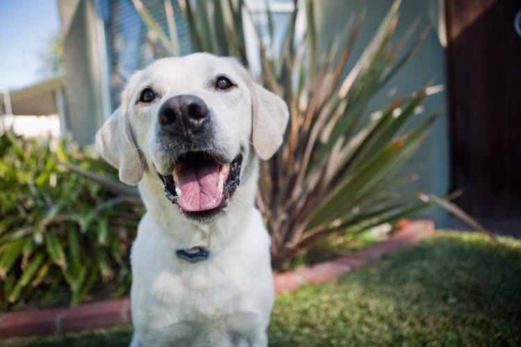 191661 invisible fence of the bluegrass