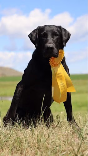 191861 dog guard of st. louis