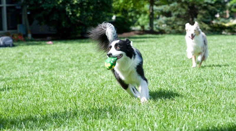 192041 pet stop of western pa