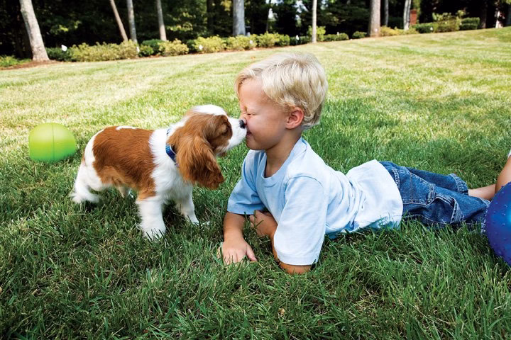 193117 invisible fence of central iowa