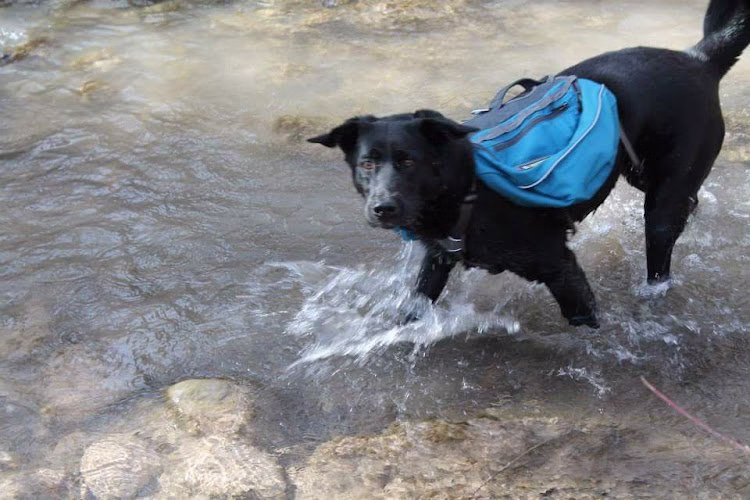 197319 around the house cleaning dog adventures