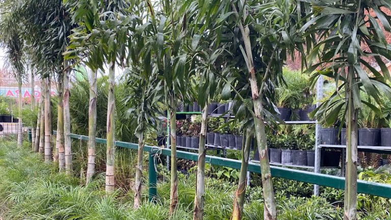 203774 roys palms landscaping irrigation 768x432