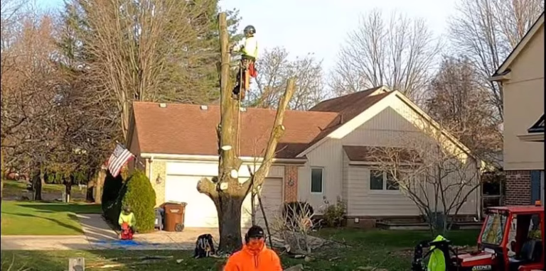 204395 quality tree service fremont 768x382