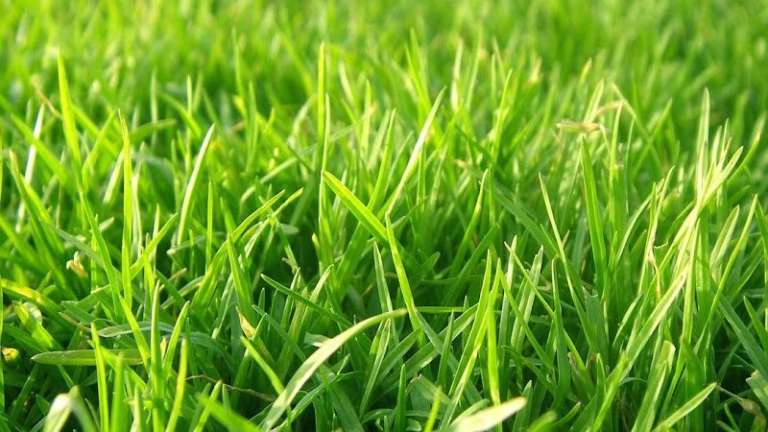 204548 southern turf lawn landscape 768x432