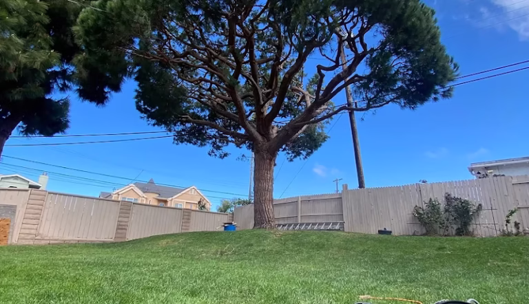 217229 beach cities tree care inc 768x442