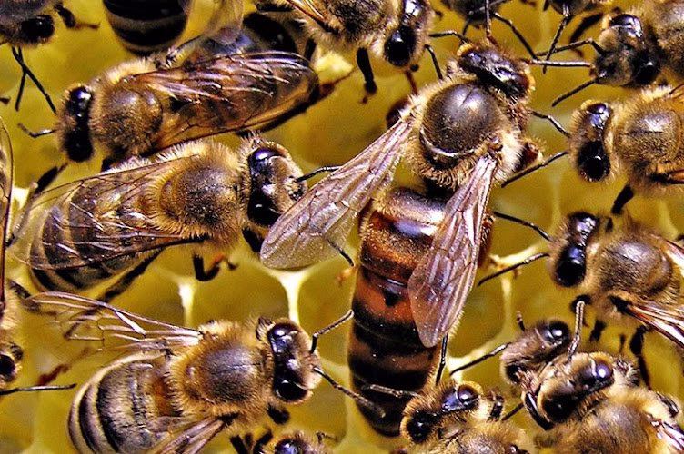 217312 abc insect control