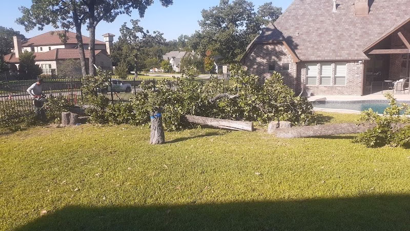 217748 quality tree service dfw
