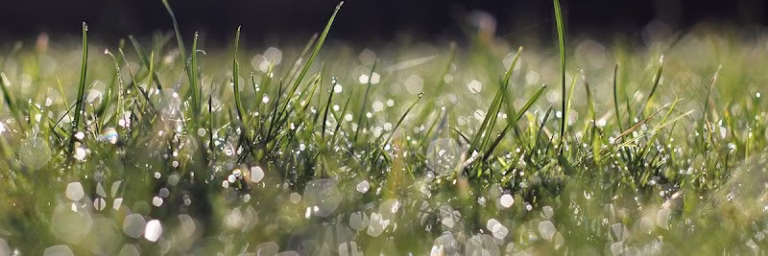 217993 jeff williams lawn service inc 768x256