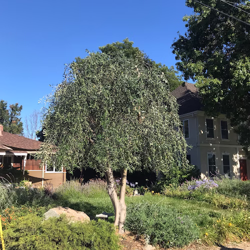 218370 blue ox tree service