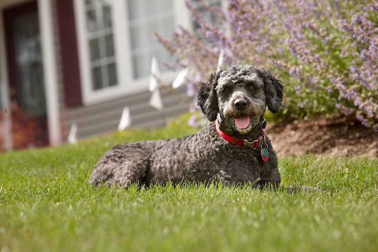 223942 dogwatch of chattanooga