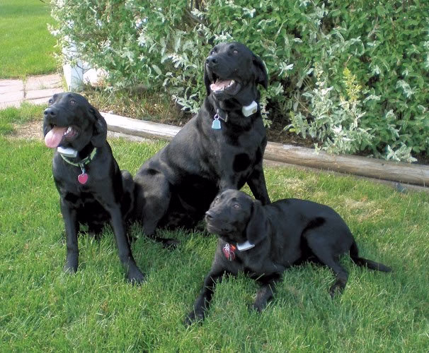 224297 hidden fence systems inc. largest dog containment company in mississippi only one left made in usa