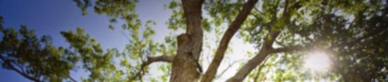 224523 vintage tree care 768x164