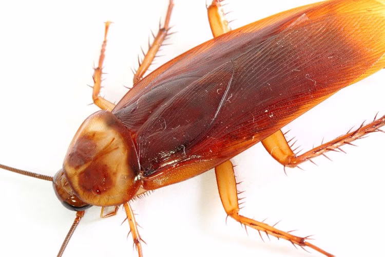 224594 villa hills pest management