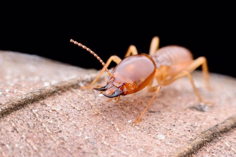 224613 ecola termite and pest control services