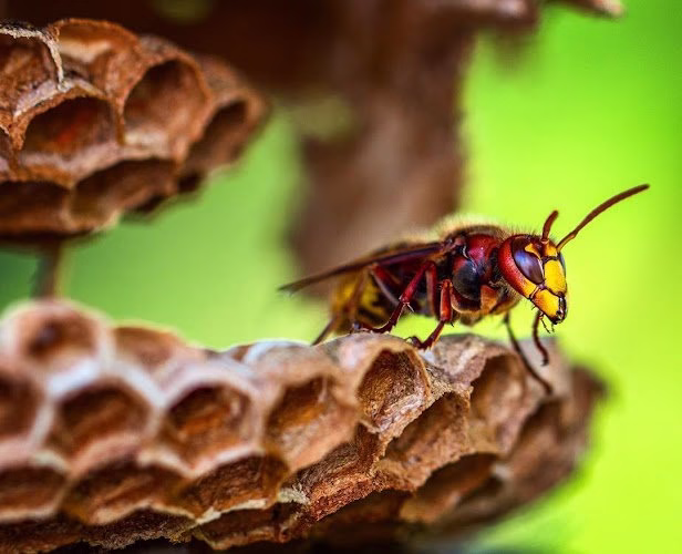 224639 natura pest control