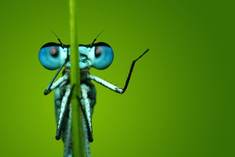 224646 eradicon pest management