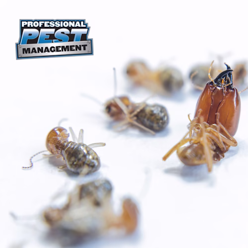 224696 professional pest management