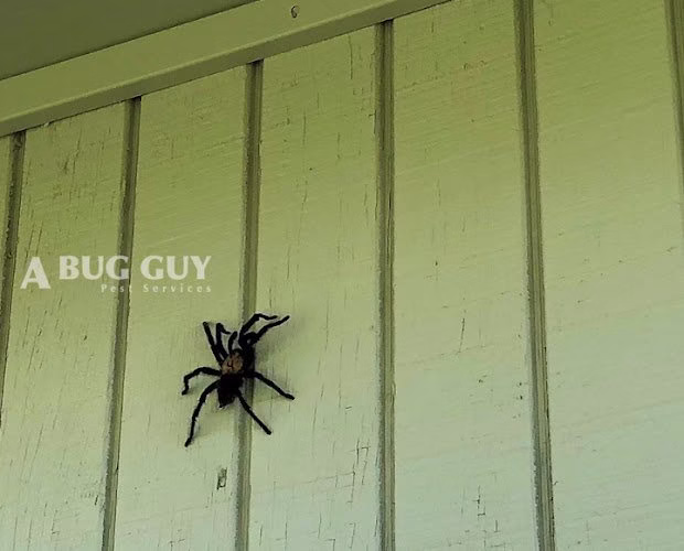 224726 a bug guy pest services