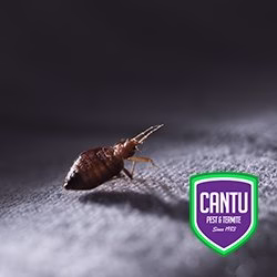224733 cantu pest termite